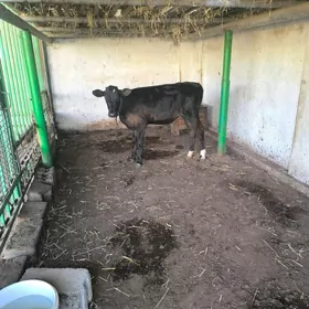 tuwe