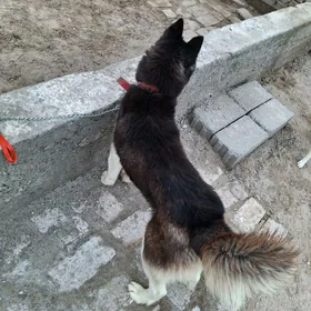 haski