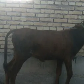 okuzce