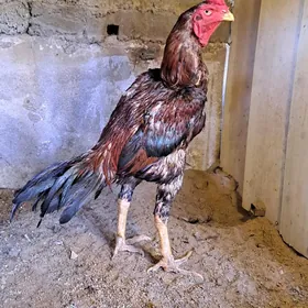 Taşkent horoz