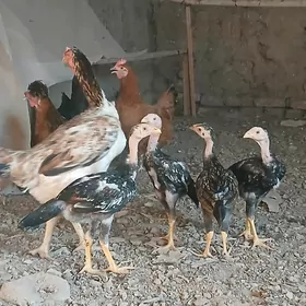 жужа