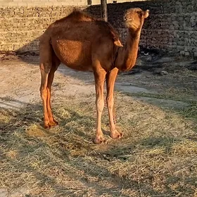 ogşuk