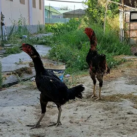 Taşgent horaz