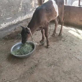 Goleli sygyrlar 4 baş
