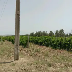uzim gekdar