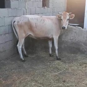 sygyr