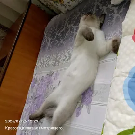 сиамский