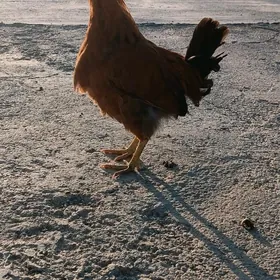 Türkmen mesni horaz