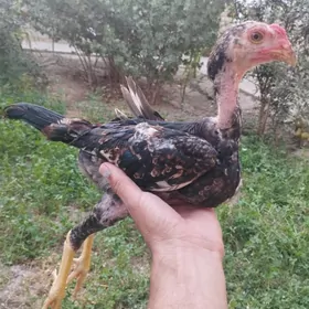 baysow jüje
