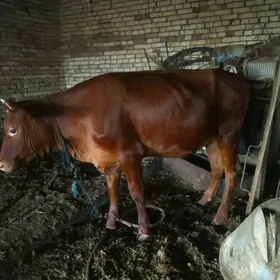 bakylan gulajyn