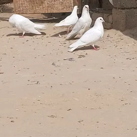kepderi