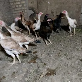 towuk ordek
