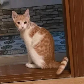 кот