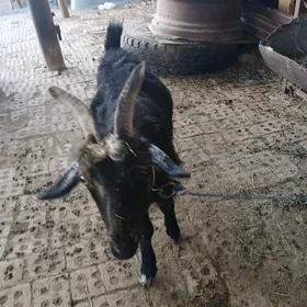 Geçi  Çebiş