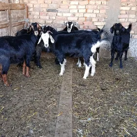 geçi
