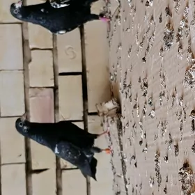 kepderi