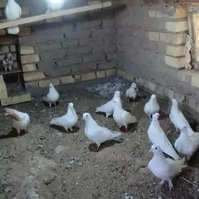 kepderi