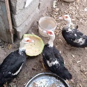 утки