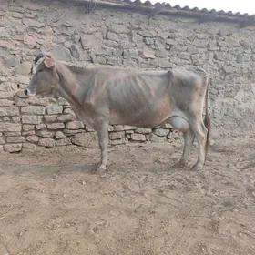 Sygyr