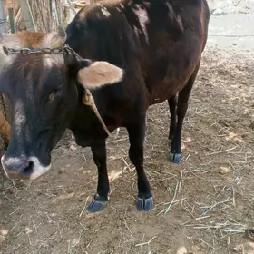 sygyr