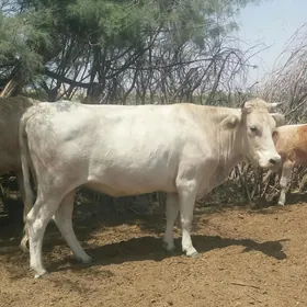 Sygyr