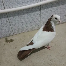 kepderi