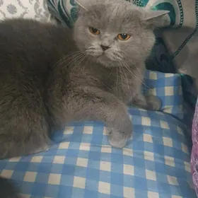Британка