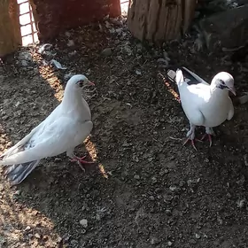 Kepderi