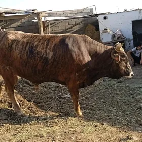 ökûz
