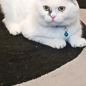 кот в добрые руки