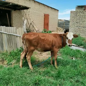 unajyn