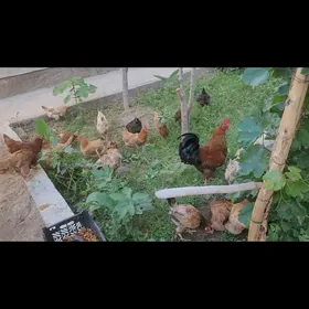 Towuklar sagdyn Guzlap yoran