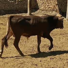 okuzce.