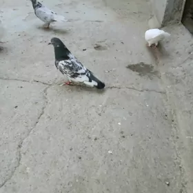 kepderı