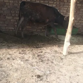 ökiz