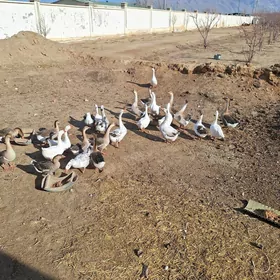 Guwa gaz