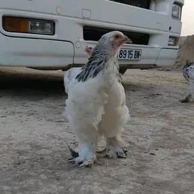 Brama