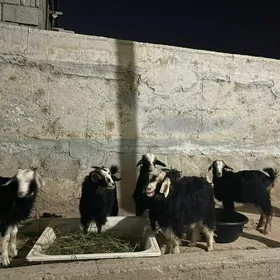 Çewiş