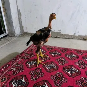 baysow juje