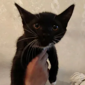 отдам котят в добрые ручки