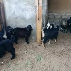ÇEBİŞ