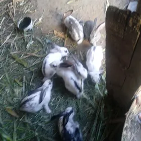 towşan