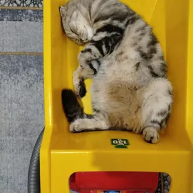 кот