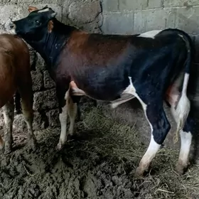 ÖKUZ GATY GOWY