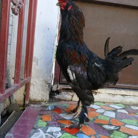 horaz