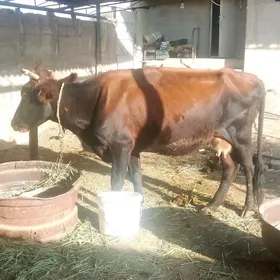 gysyr sygyr