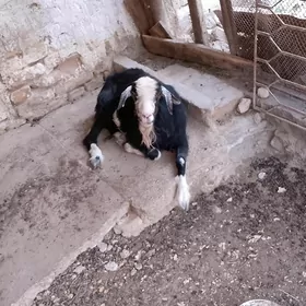 Geci