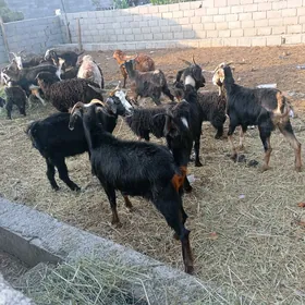 geci