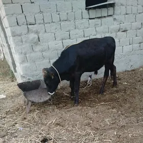 öküz