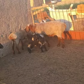 goç 2 sany